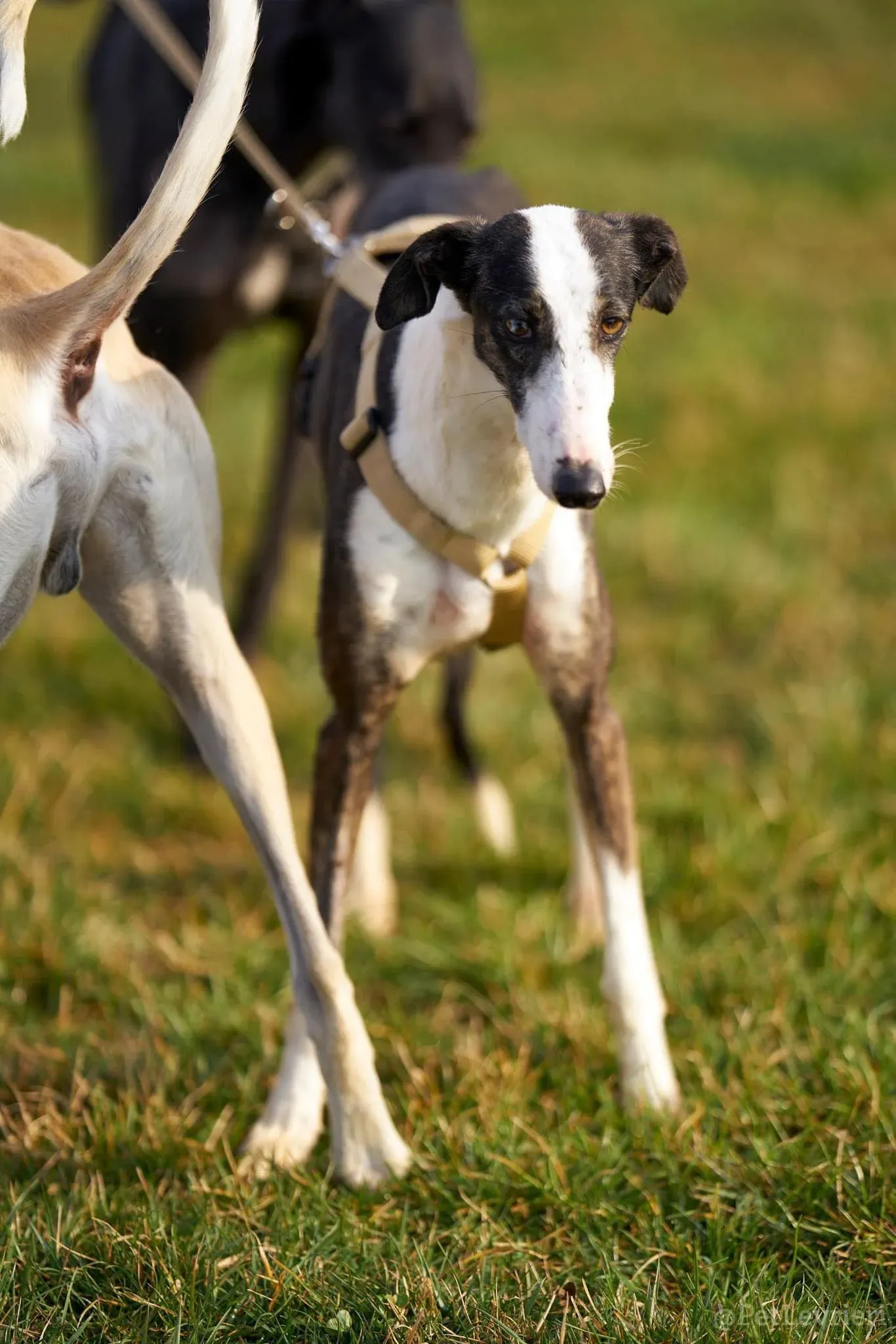 Lucia adozione levrieri galgo 32