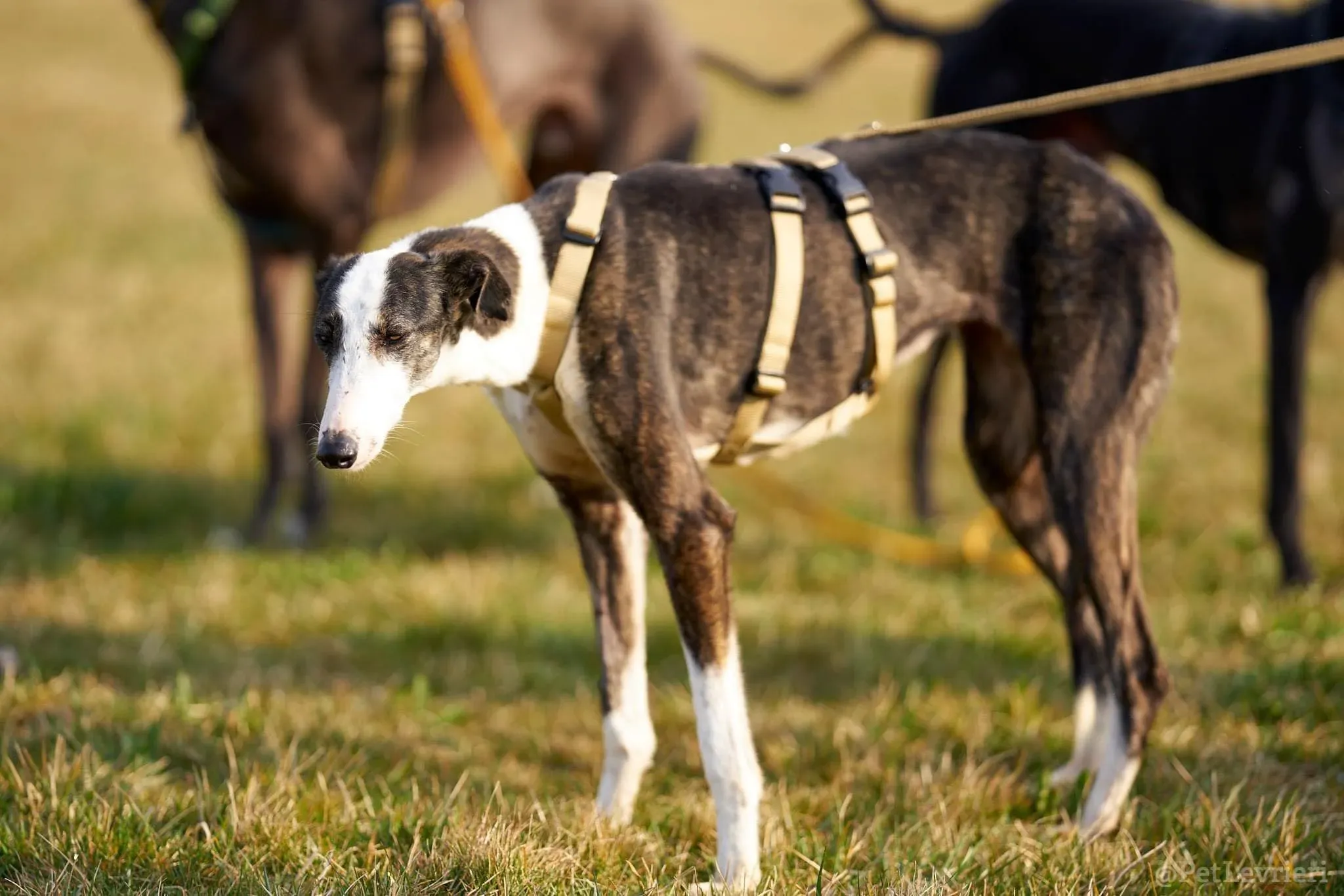 Lucia adozione levrieri galgo 33