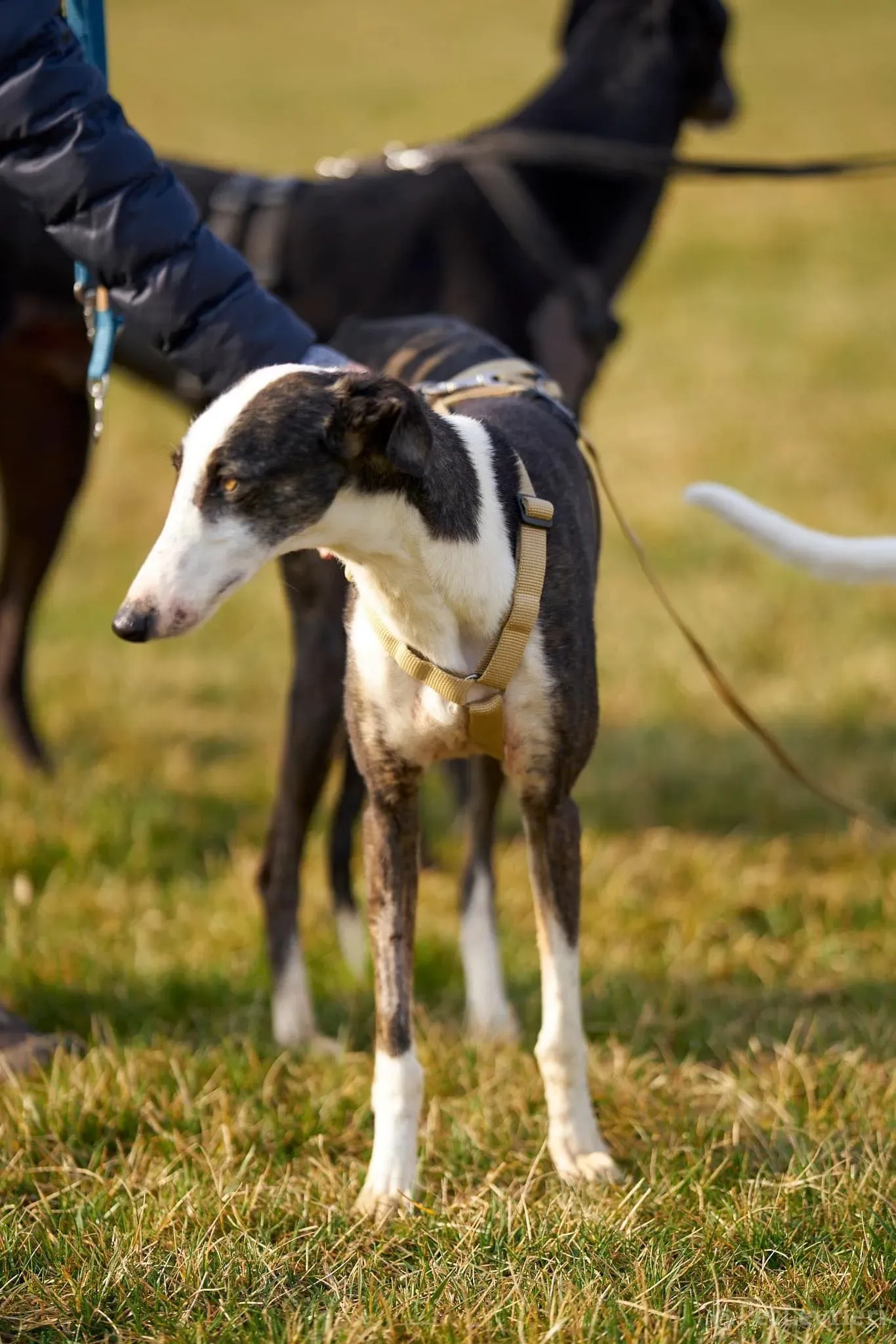 Lucia adozione levrieri galgo 34