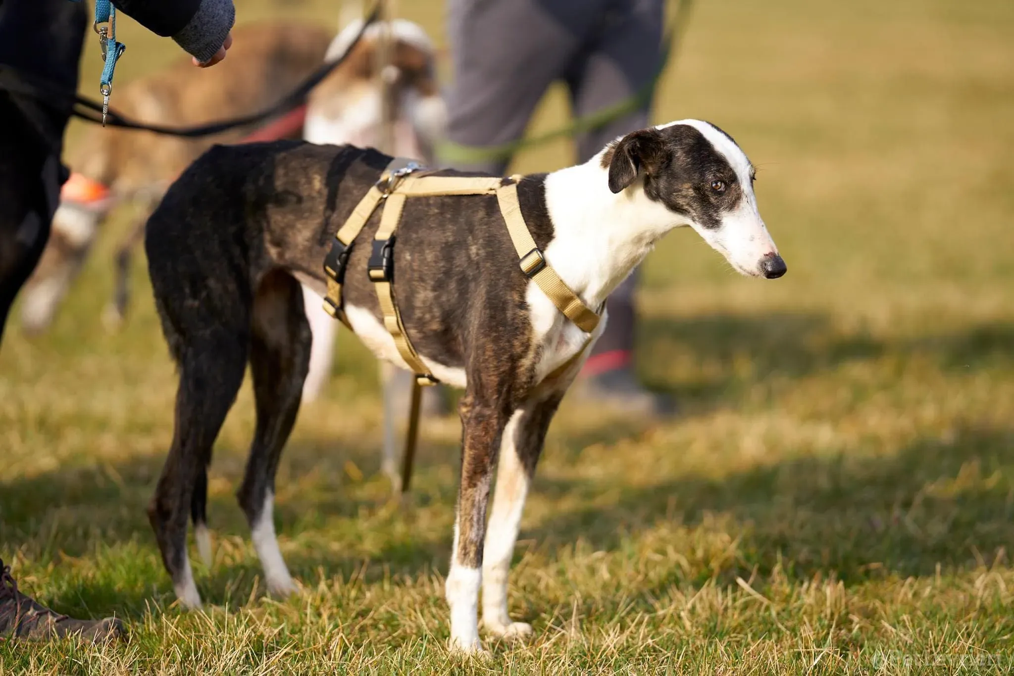 Lucia adozione levrieri galgo 35