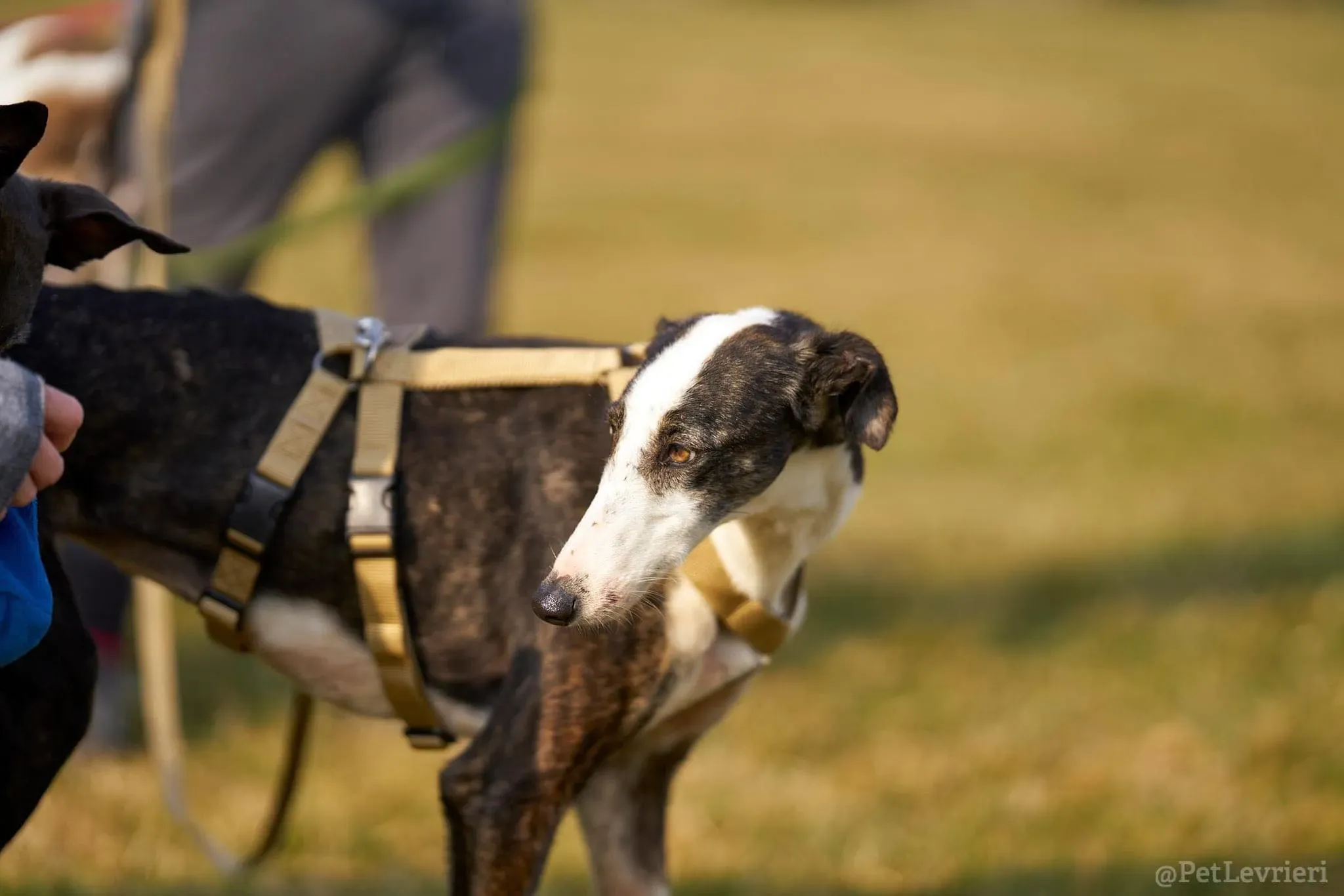 Lucia adozione levrieri galgo 36