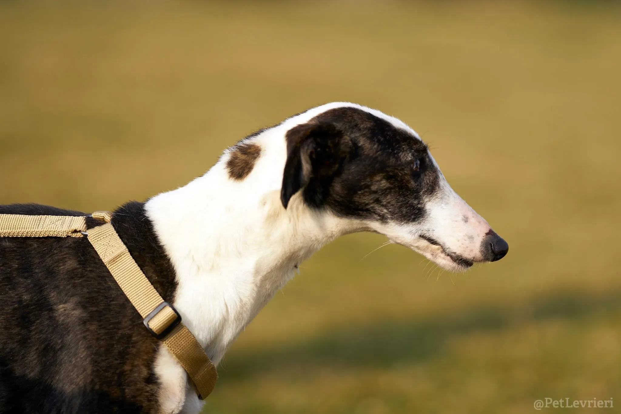 Lucia adozione levrieri galgo 37