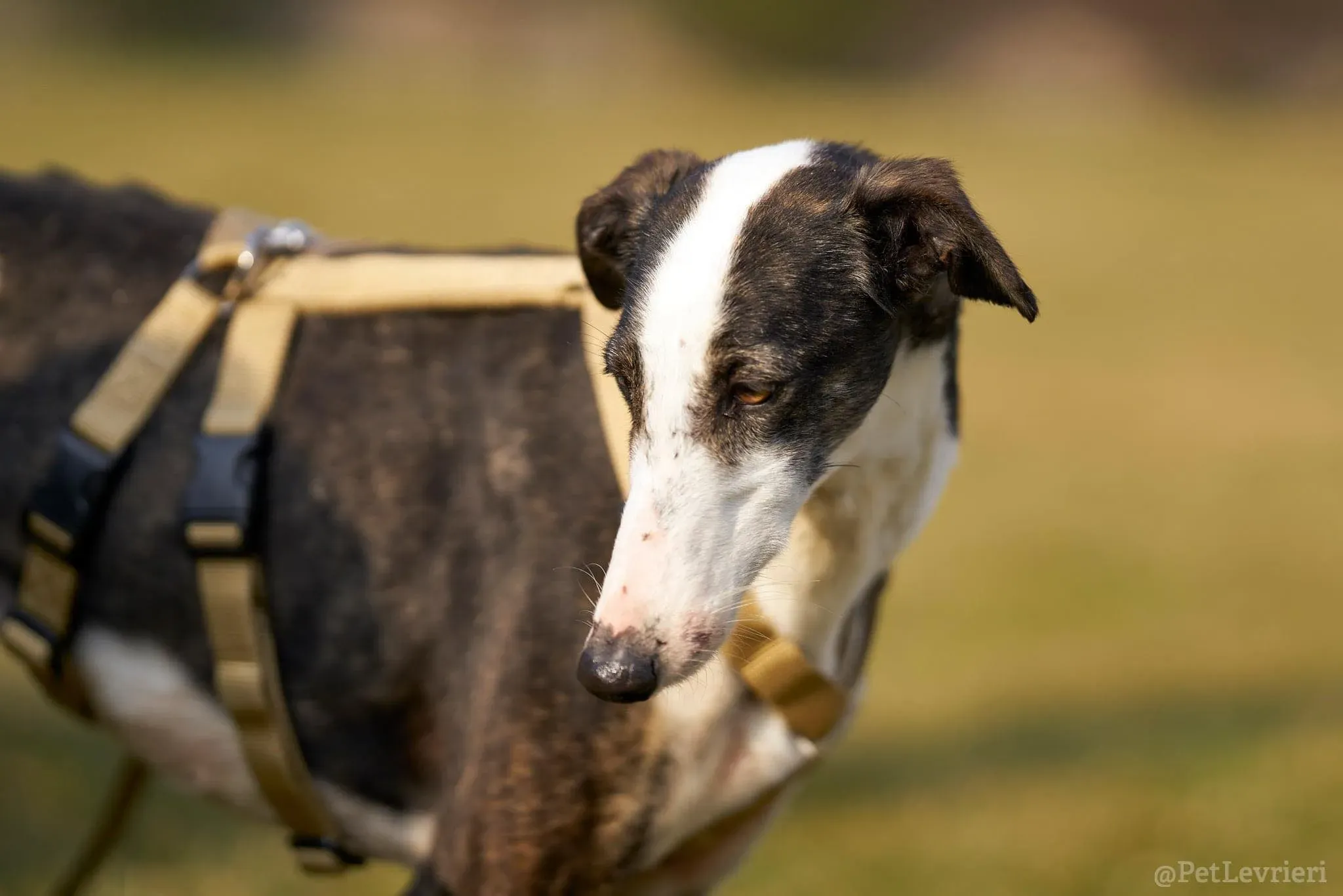 Lucia adozione levrieri galgo 38