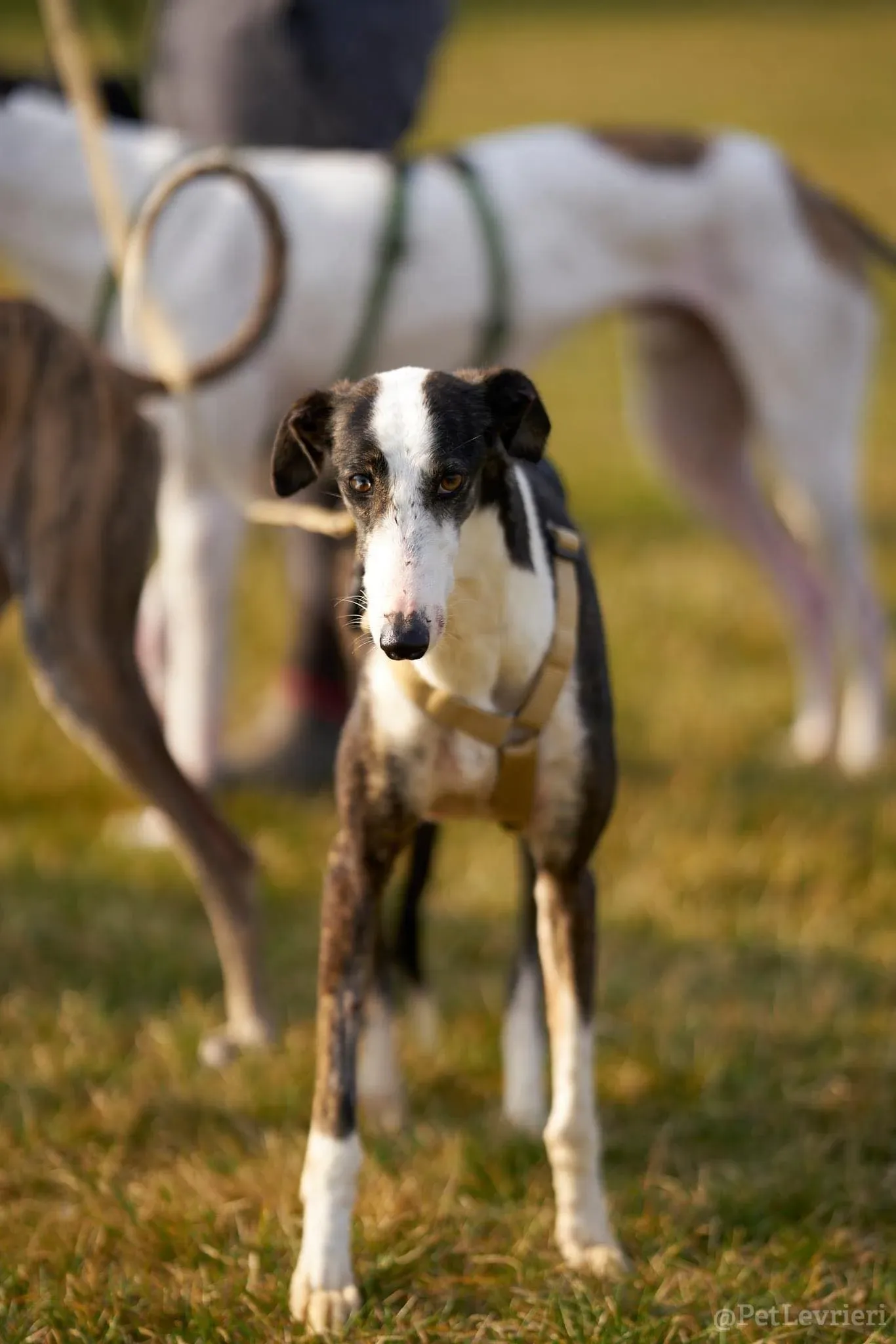 Lucia adozione levrieri galgo 39