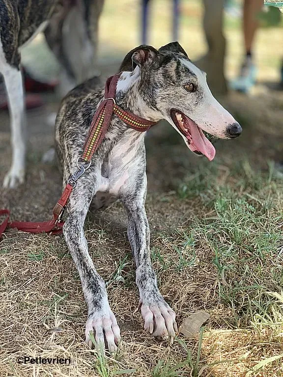 Lucia adozione levrieri galgo 4 2