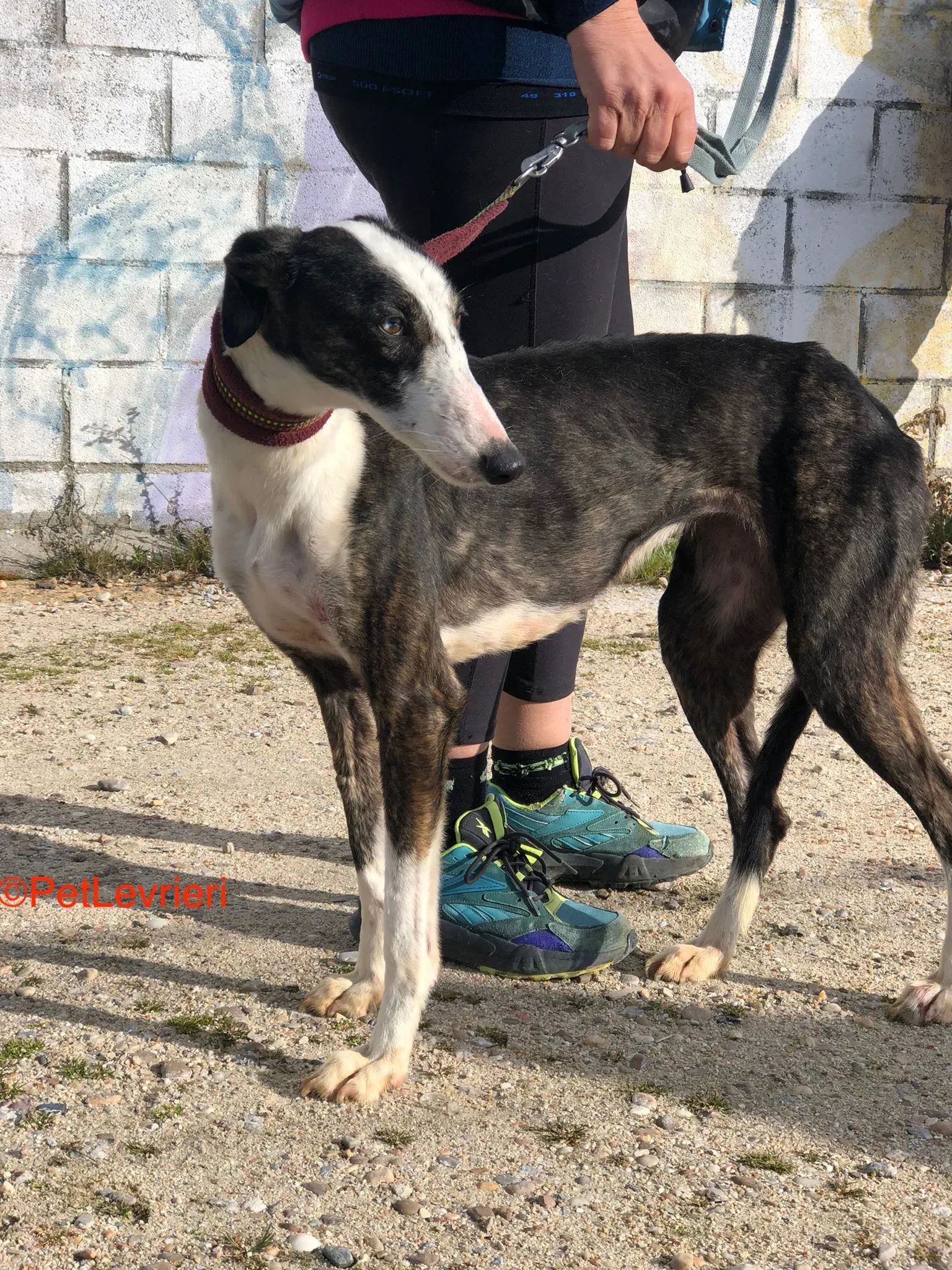 Lucia adozione levrieri galgo 4