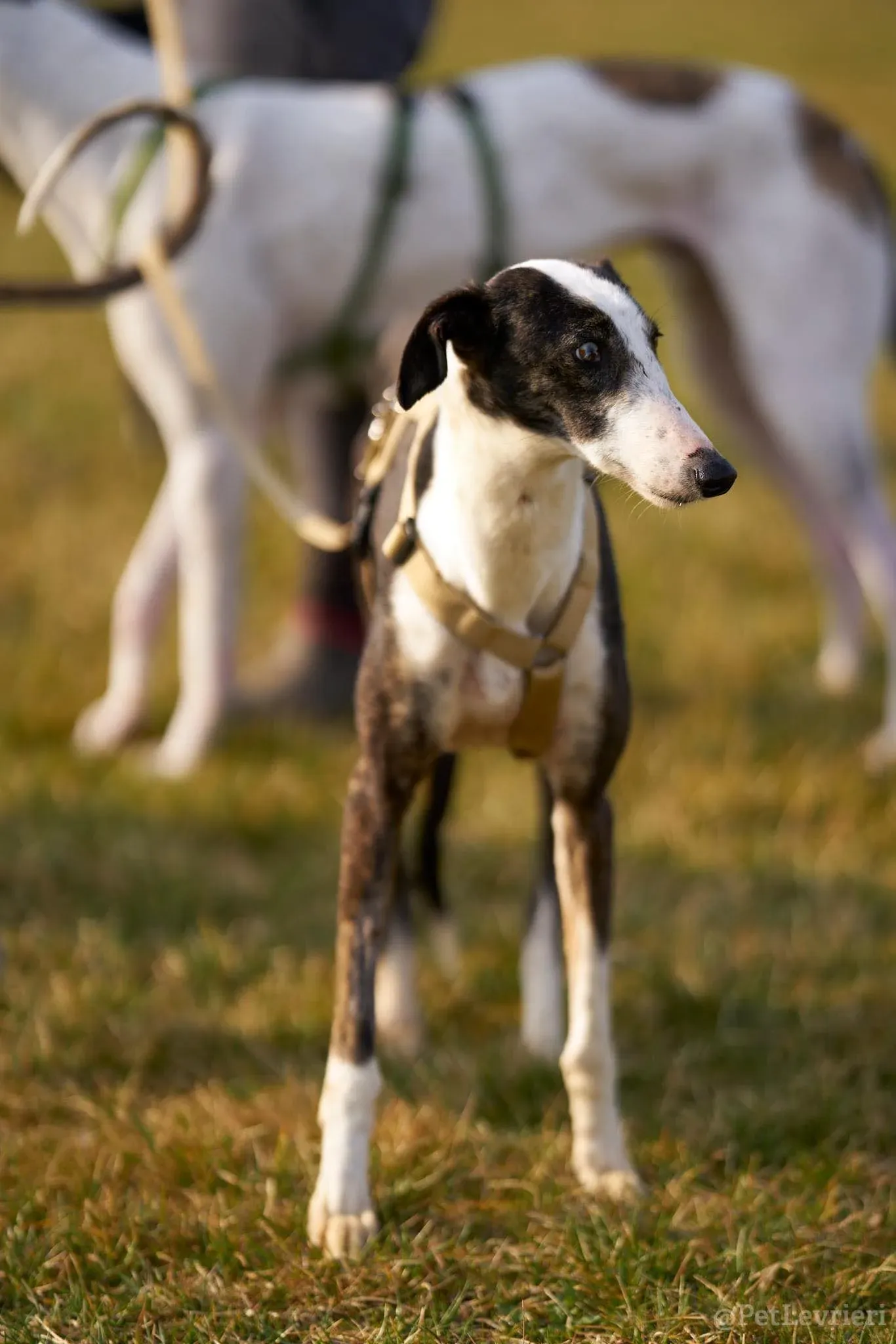 Lucia adozione levrieri galgo 40