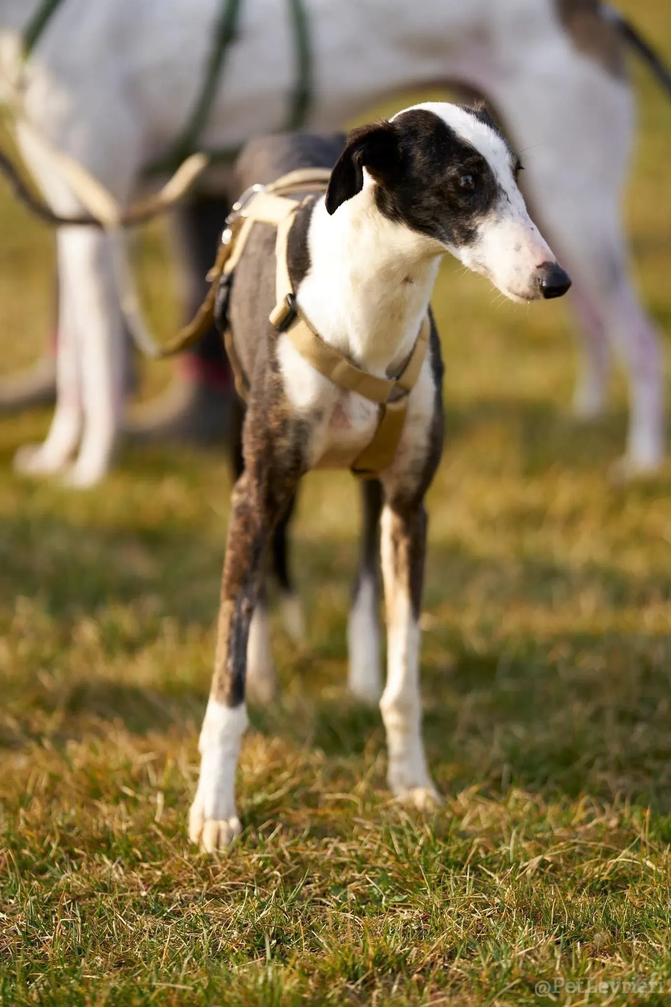 Lucia adozione levrieri galgo 41