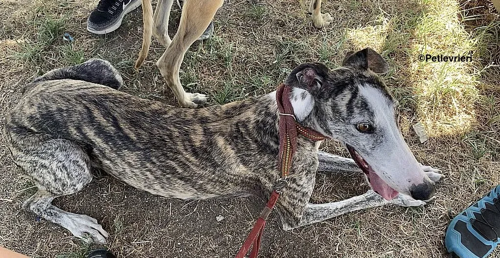 Lucia adozione levrieri galgo 5 2