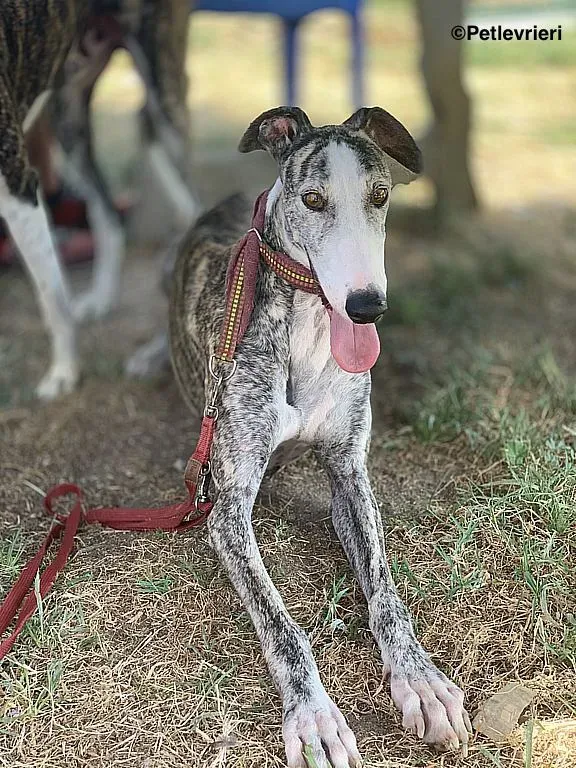 Lucia adozione levrieri galgo 6 2