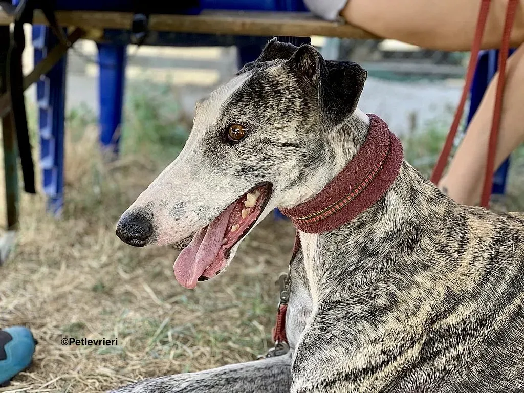 Lucia adozione levrieri galgo 7 2