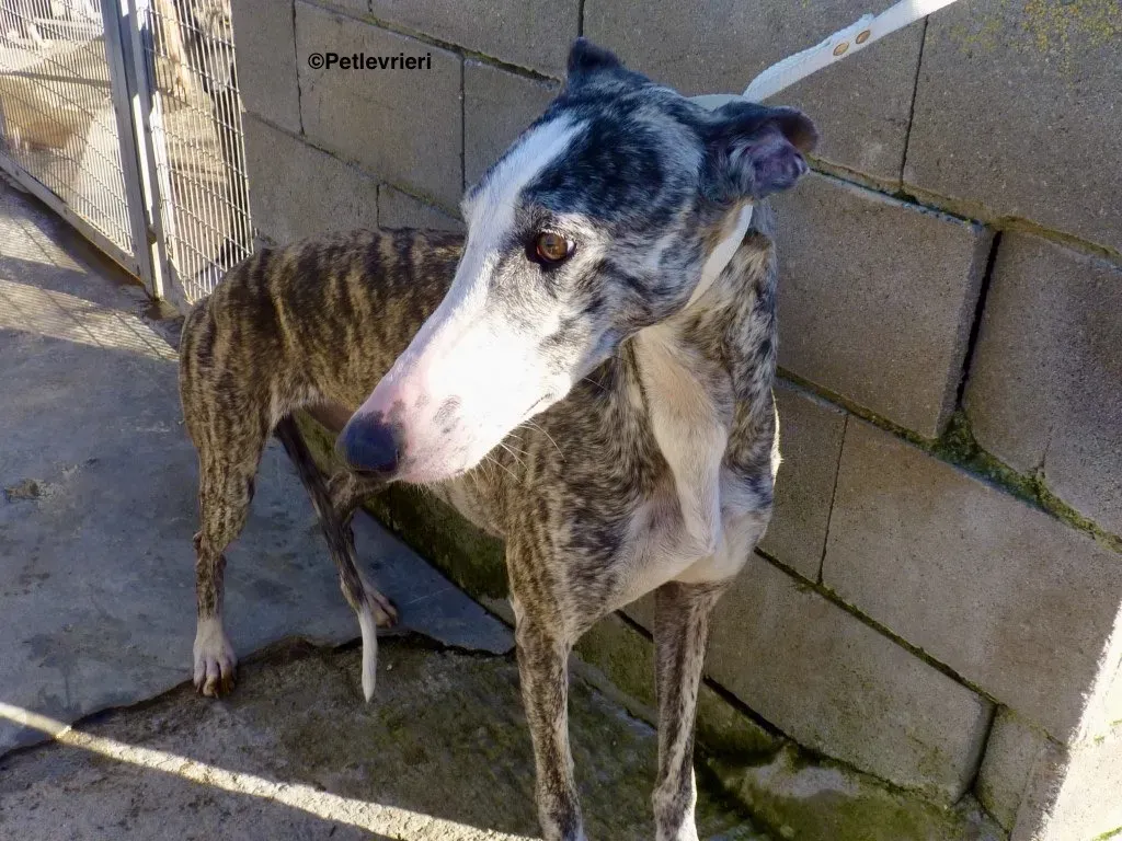 Lucia adozioni levrieri galgo 2