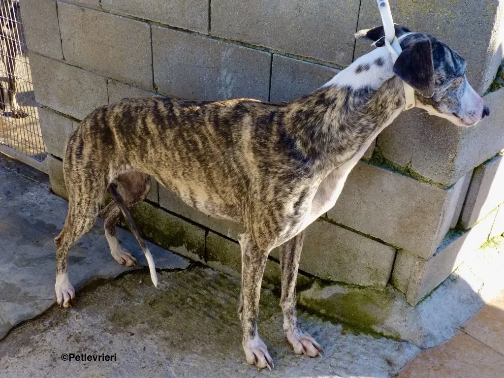 Lucia adozioni levrieri galgo 3