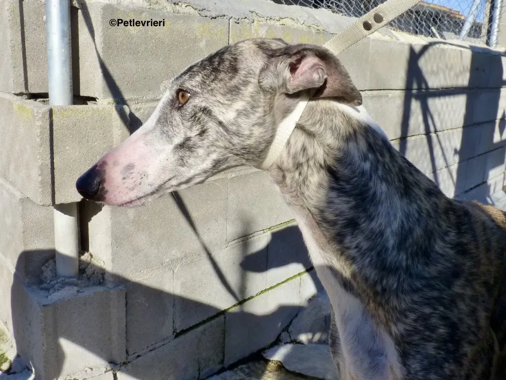 Lucia adozioni levrieri galgo 4