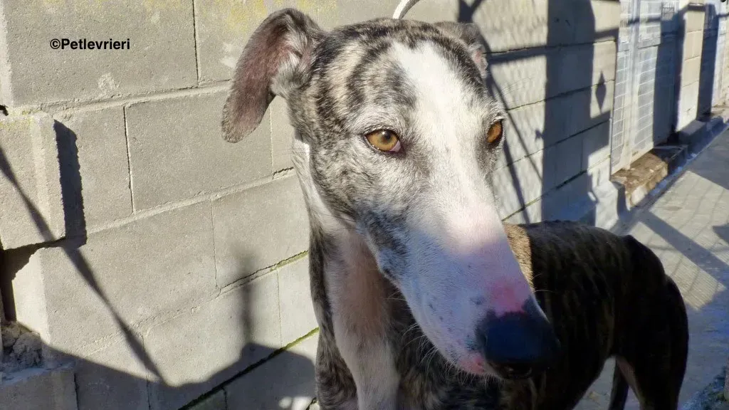 Lucia adozioni levrieri galgo 5