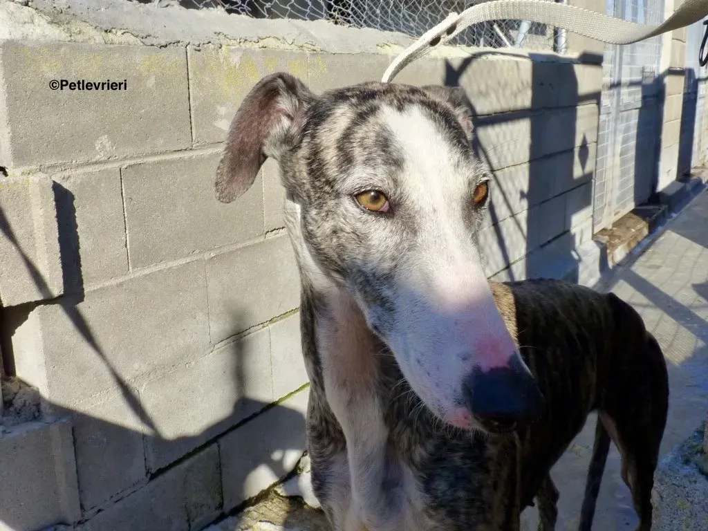 Lucia adozioni levrieri galgo 6