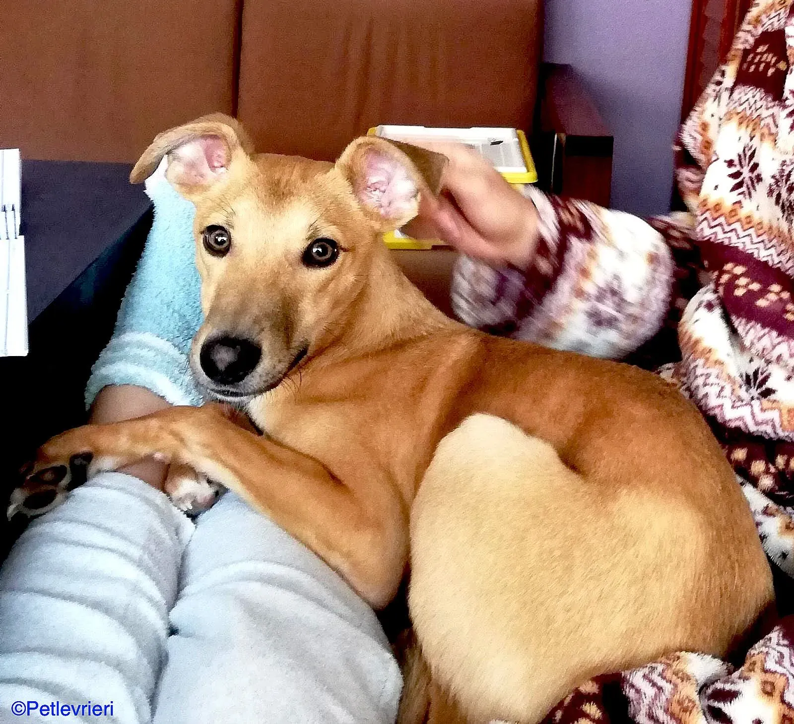 Luck adozione levrieri galgo 01