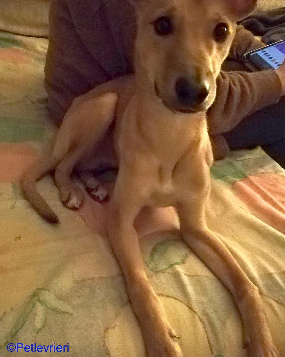 Luck adozione levrieri galgo 02