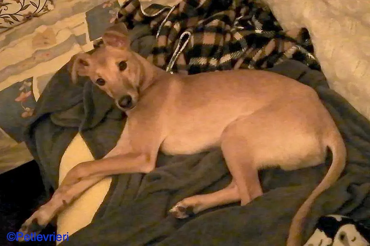 Luck adozione levrieri galgo 03