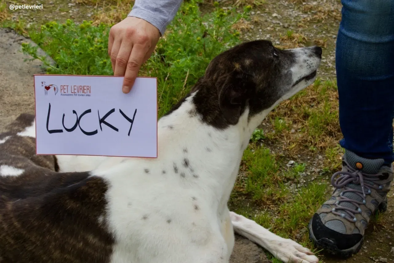 Lucky adozione greyhound 1 1