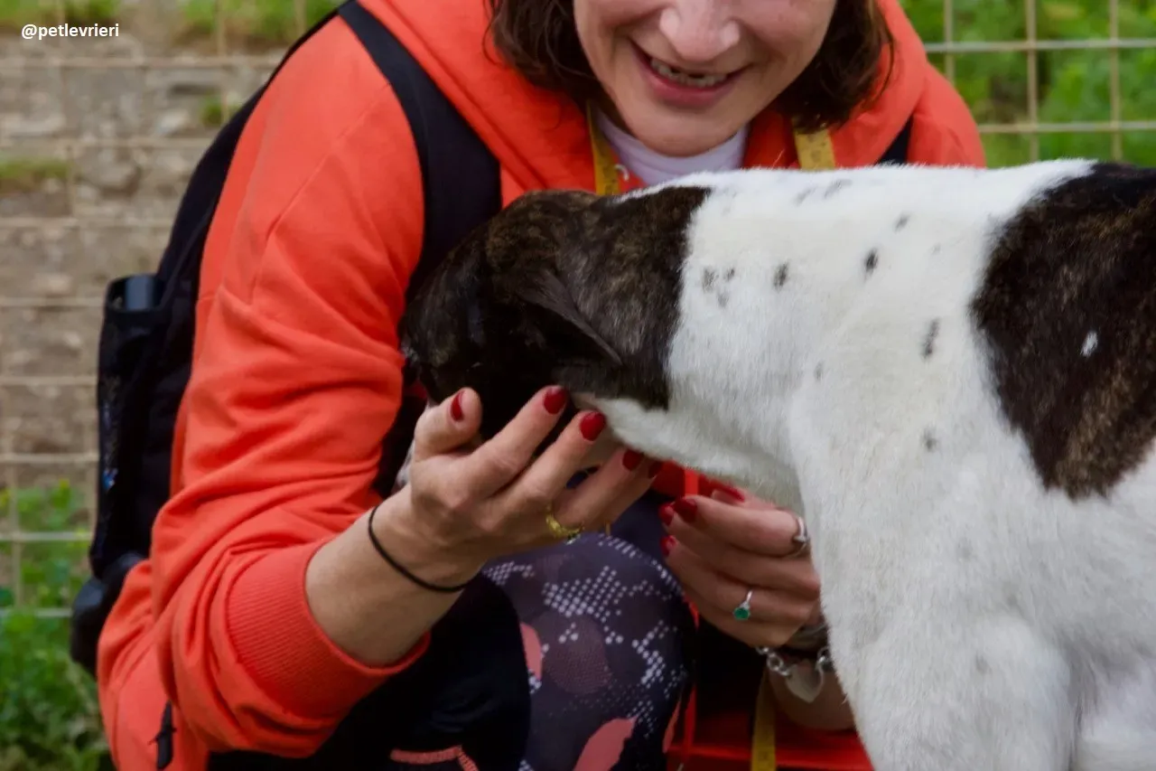 Lucky adozione greyhound 2 1