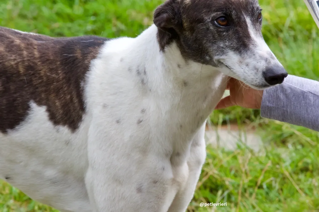 Lucky adozione greyhound 3 1