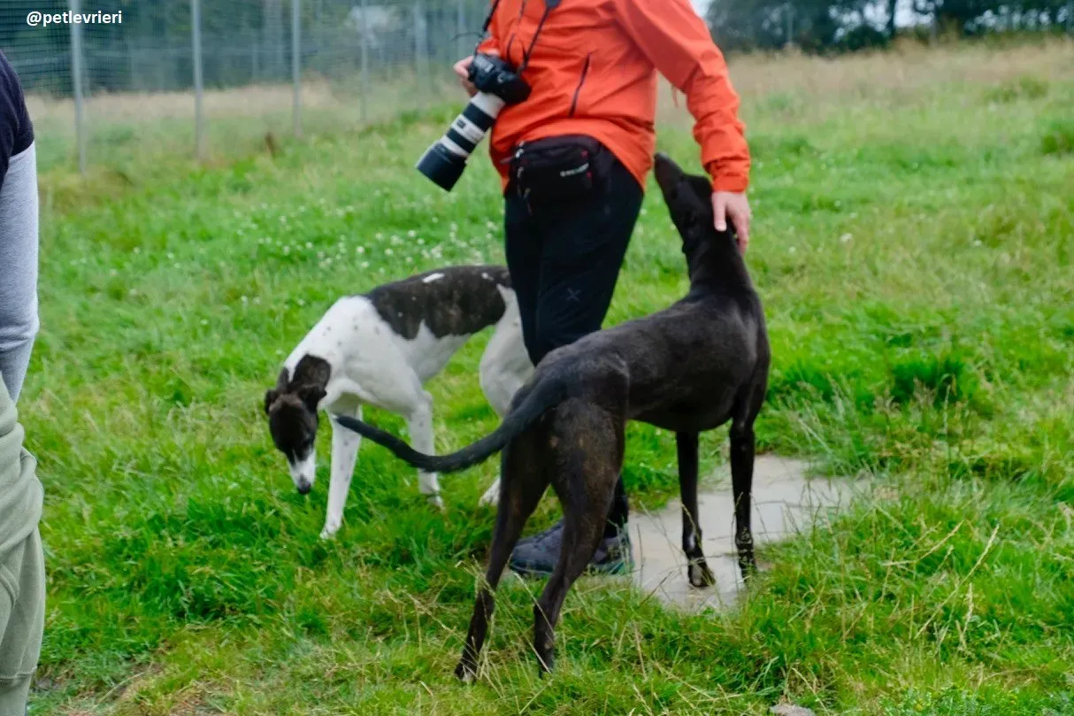 Lucky adozione greyhound 6