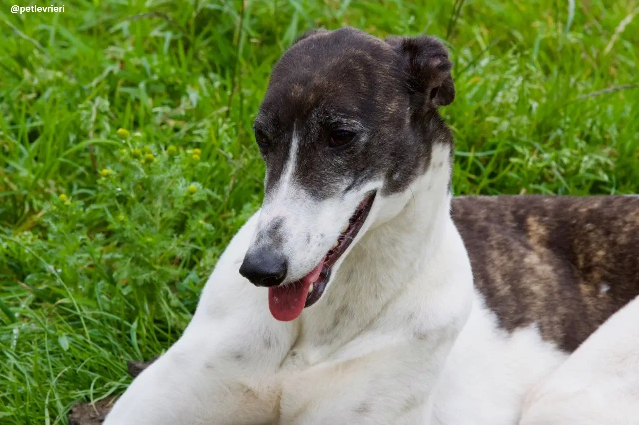 Lucky adozione greyhound 8