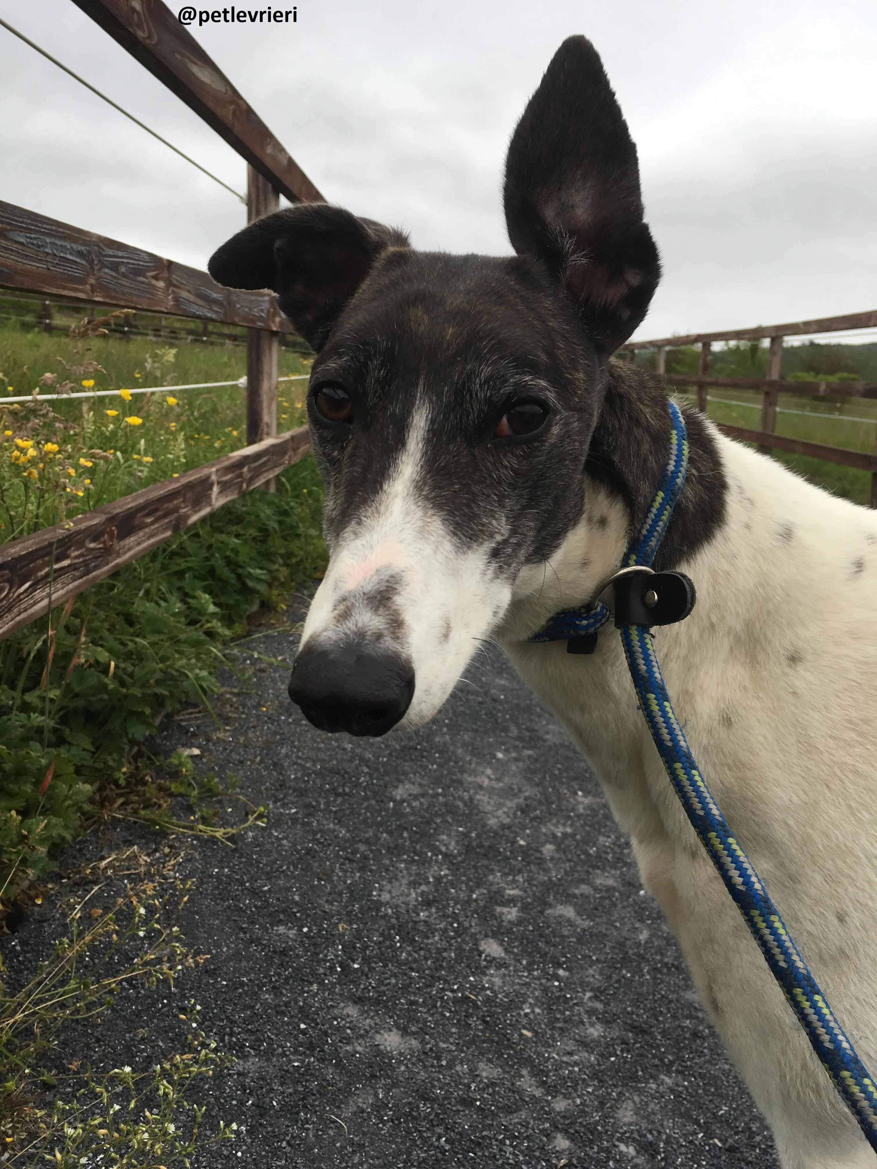 Lucky greyhound adozione 4