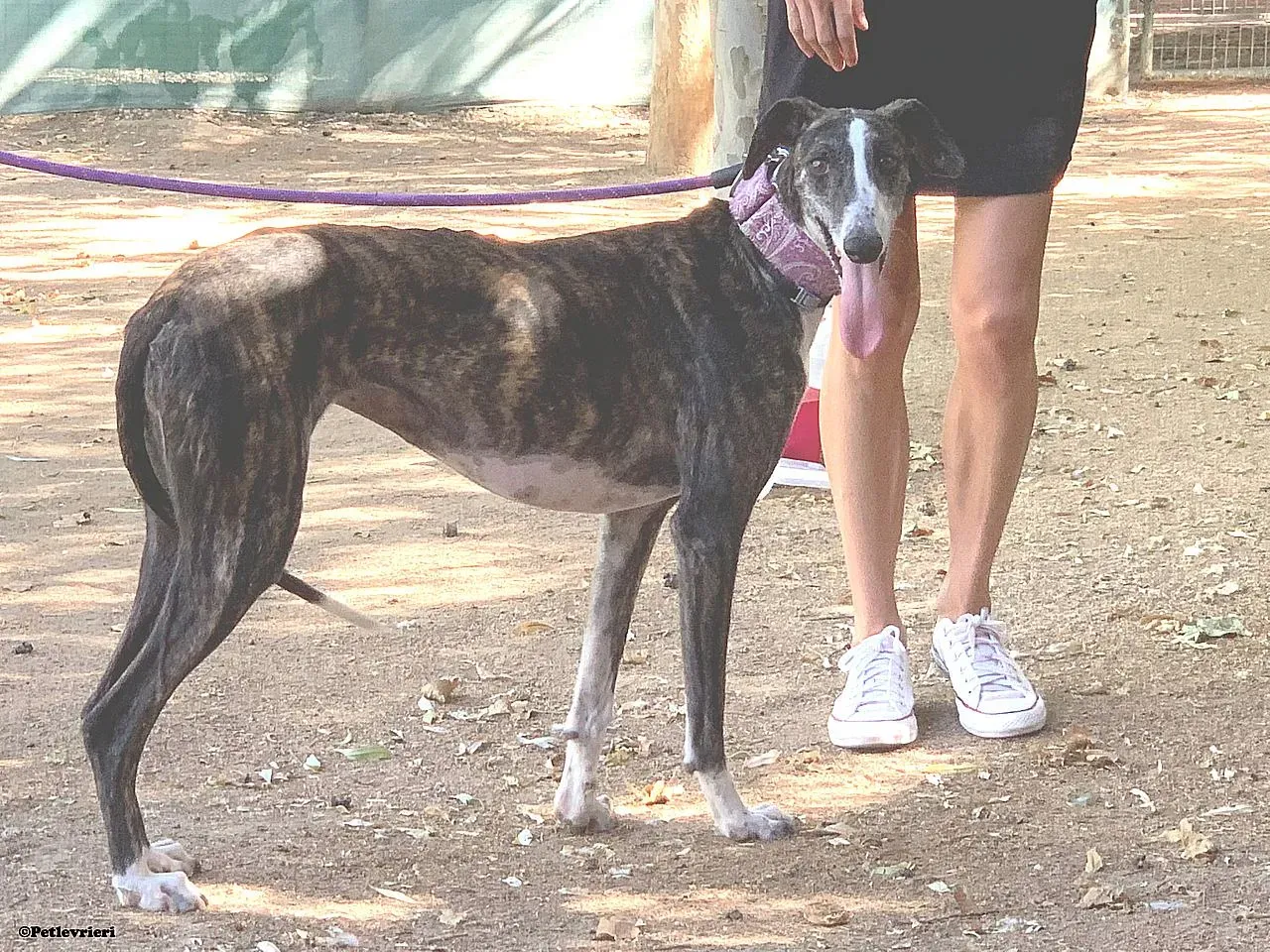Lucy adozione levrieri galgo 01