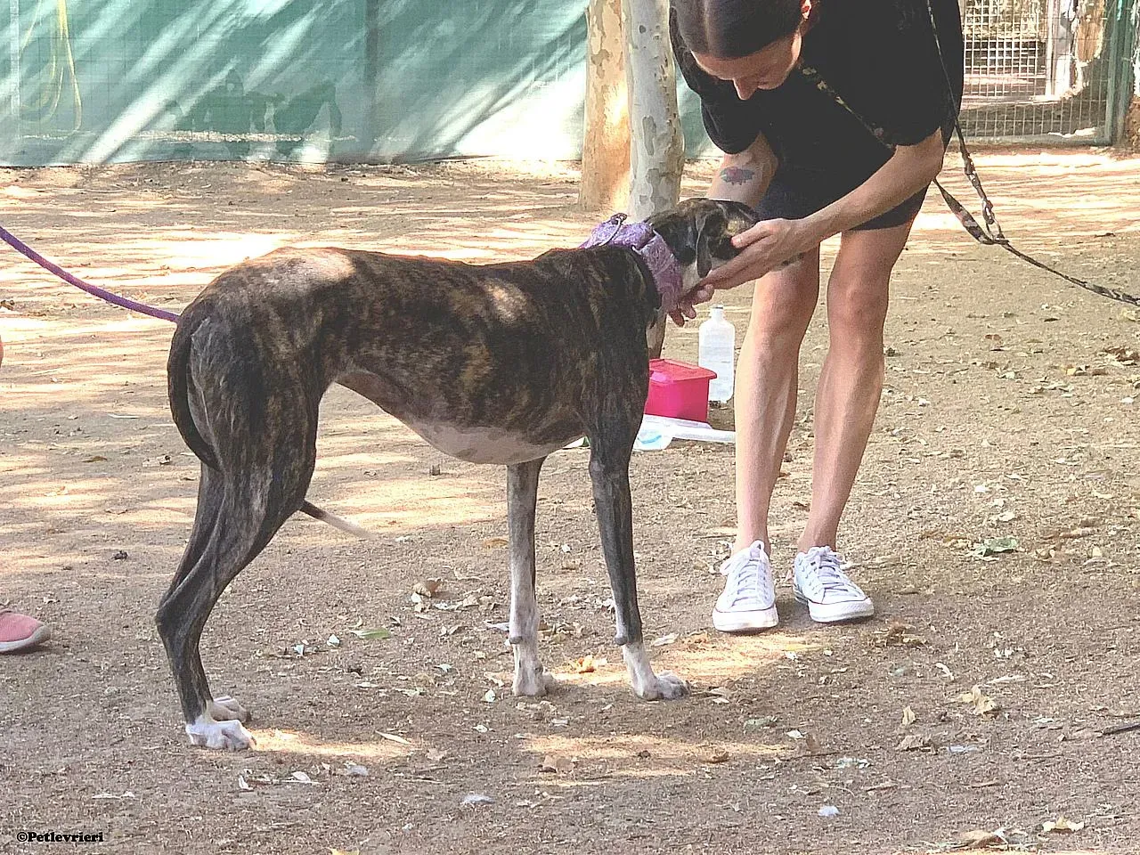 Lucy adozione levrieri galgo 02