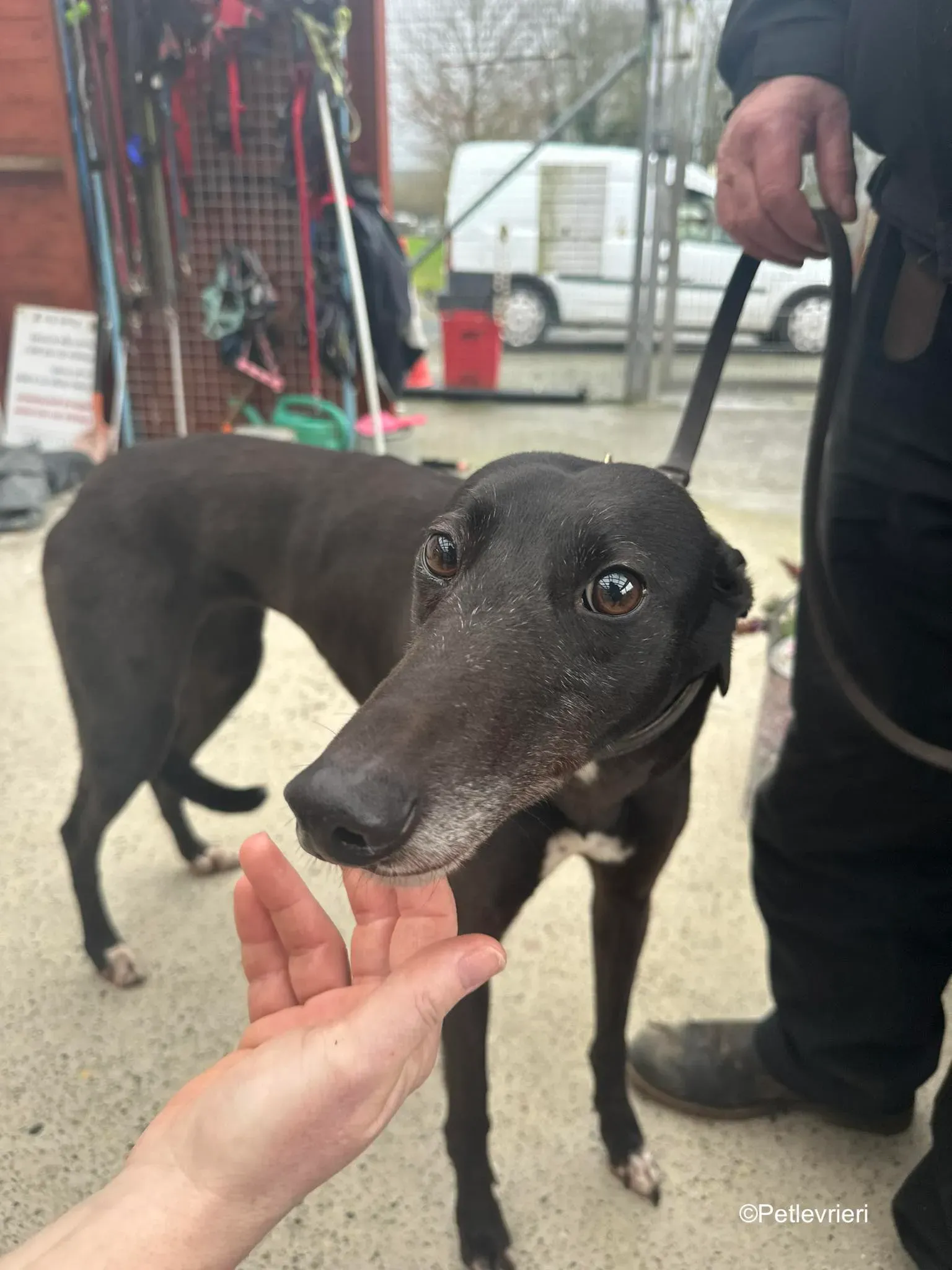 Lucy adozione levrieri greyhound 1