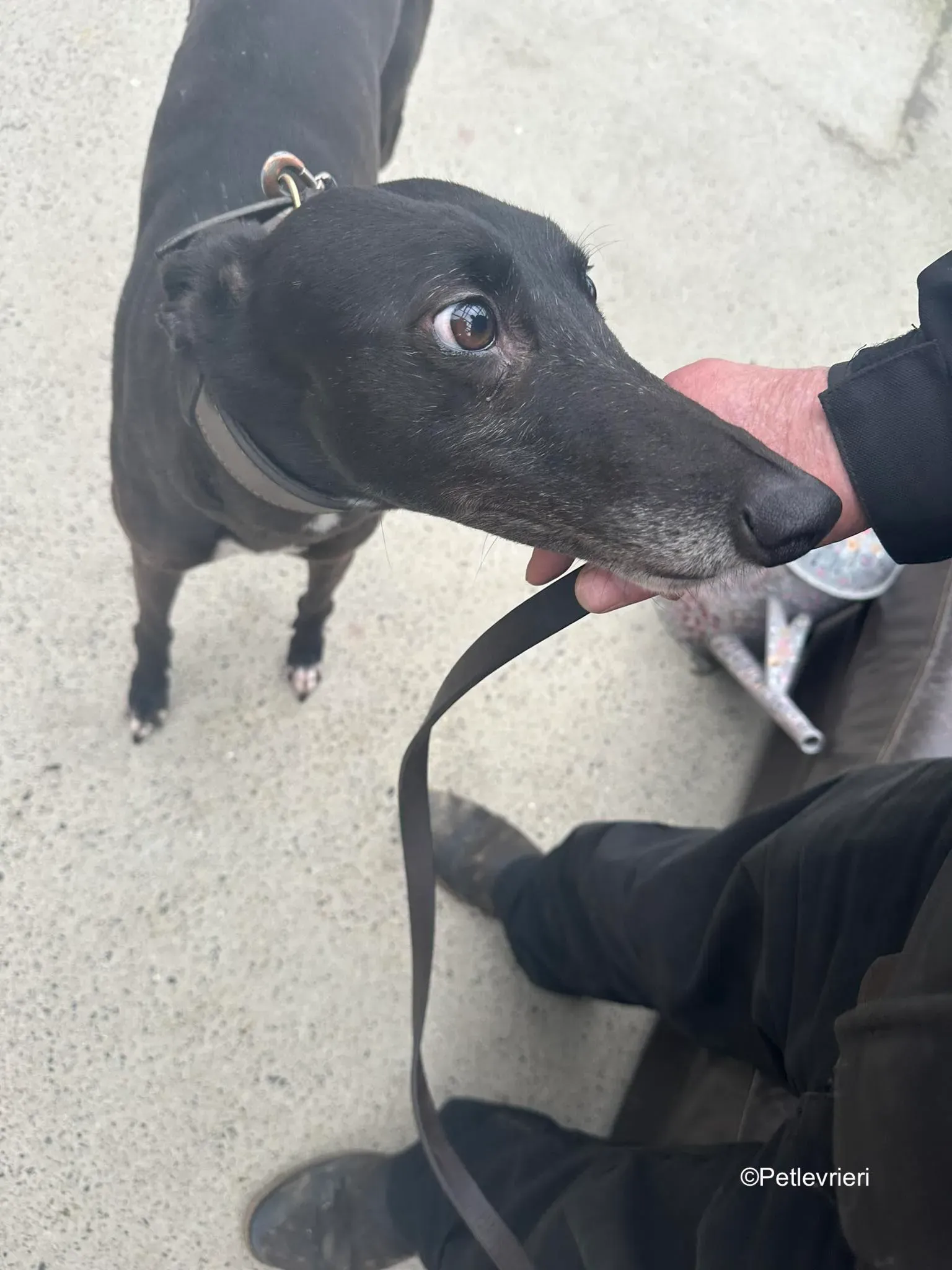 Lucy adozione levrieri greyhound 2