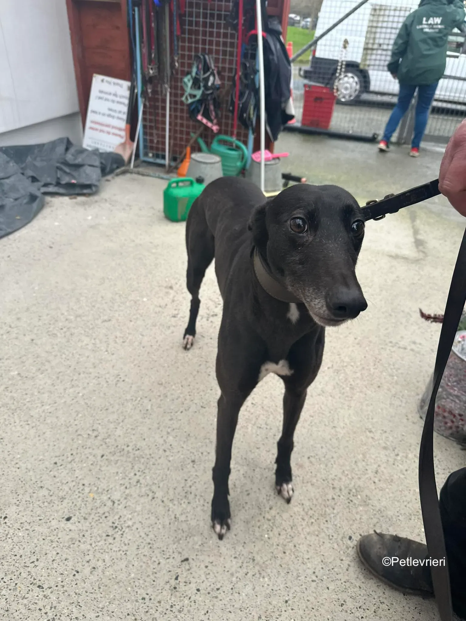 Lucy adozione levrieri greyhound 4