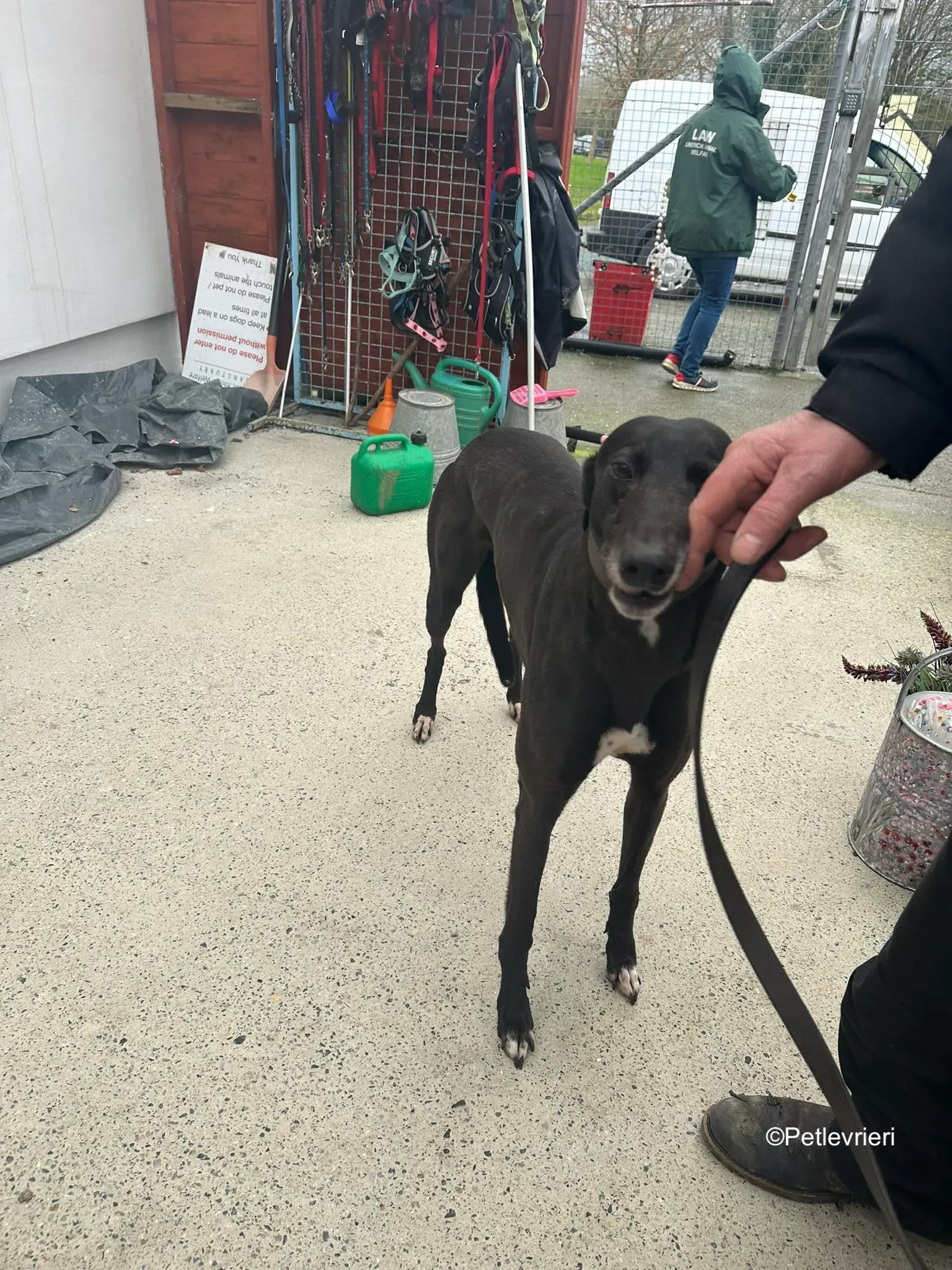 Lucy adozione levrieri greyhound 5