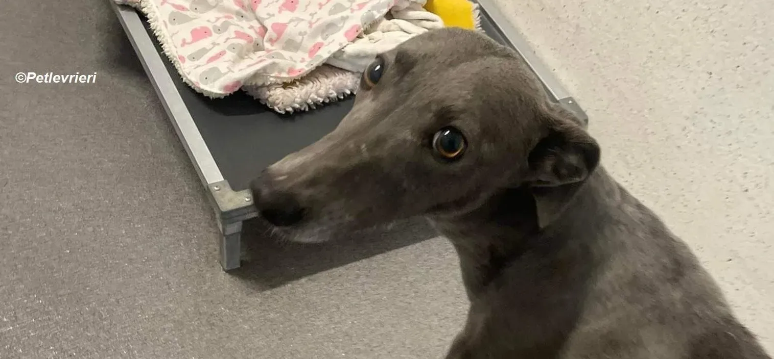 Lucy adozione levrieri greyhound 9 e1674463510392