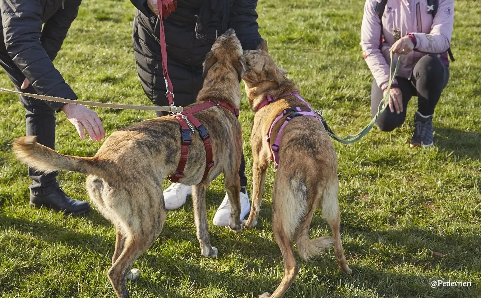 Lucy greyhound adoptionday levriero.adozione 1