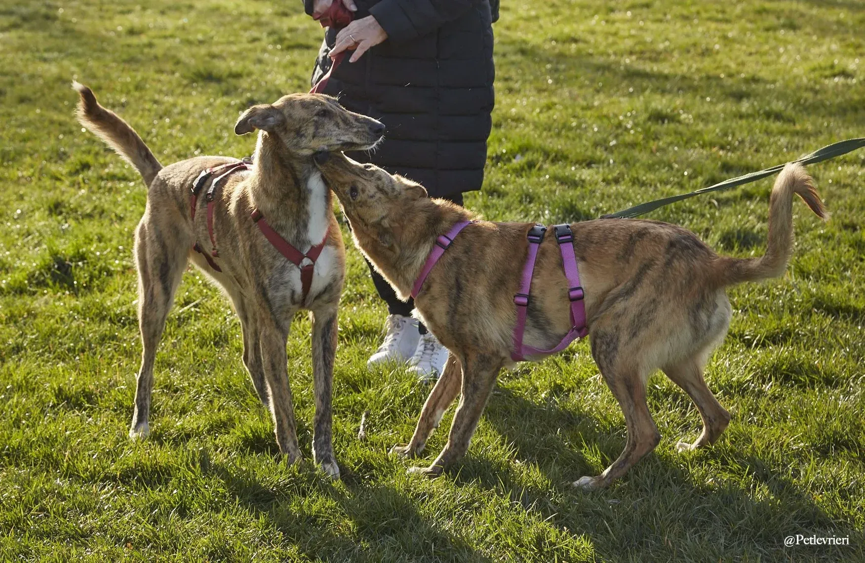 Lucy greyhound adoptionday levriero.adozione 2