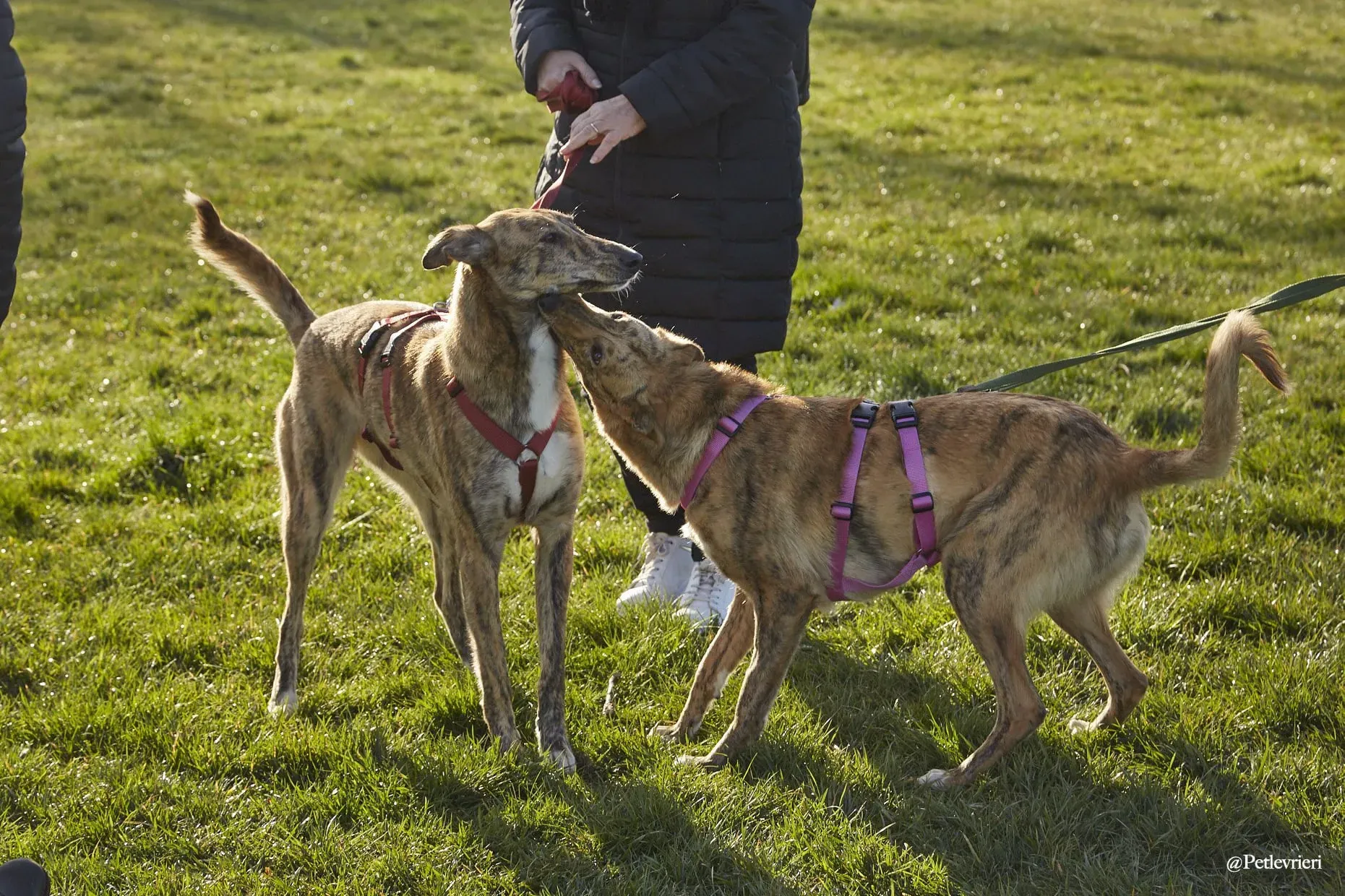 Lucy greyhound adoptionday levriero.adozione 3