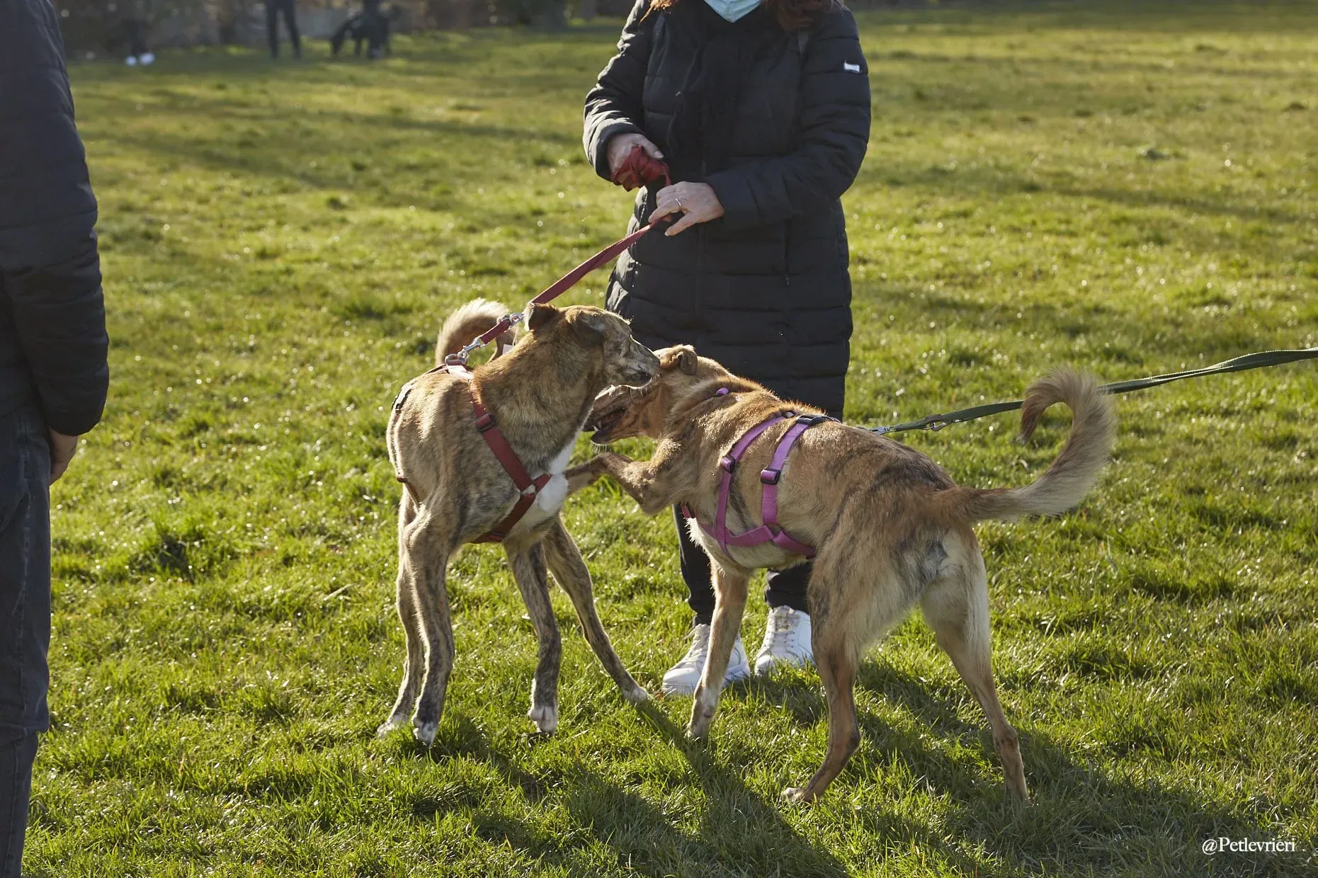 Lucy greyhound adoptionday levriero.adozione 4