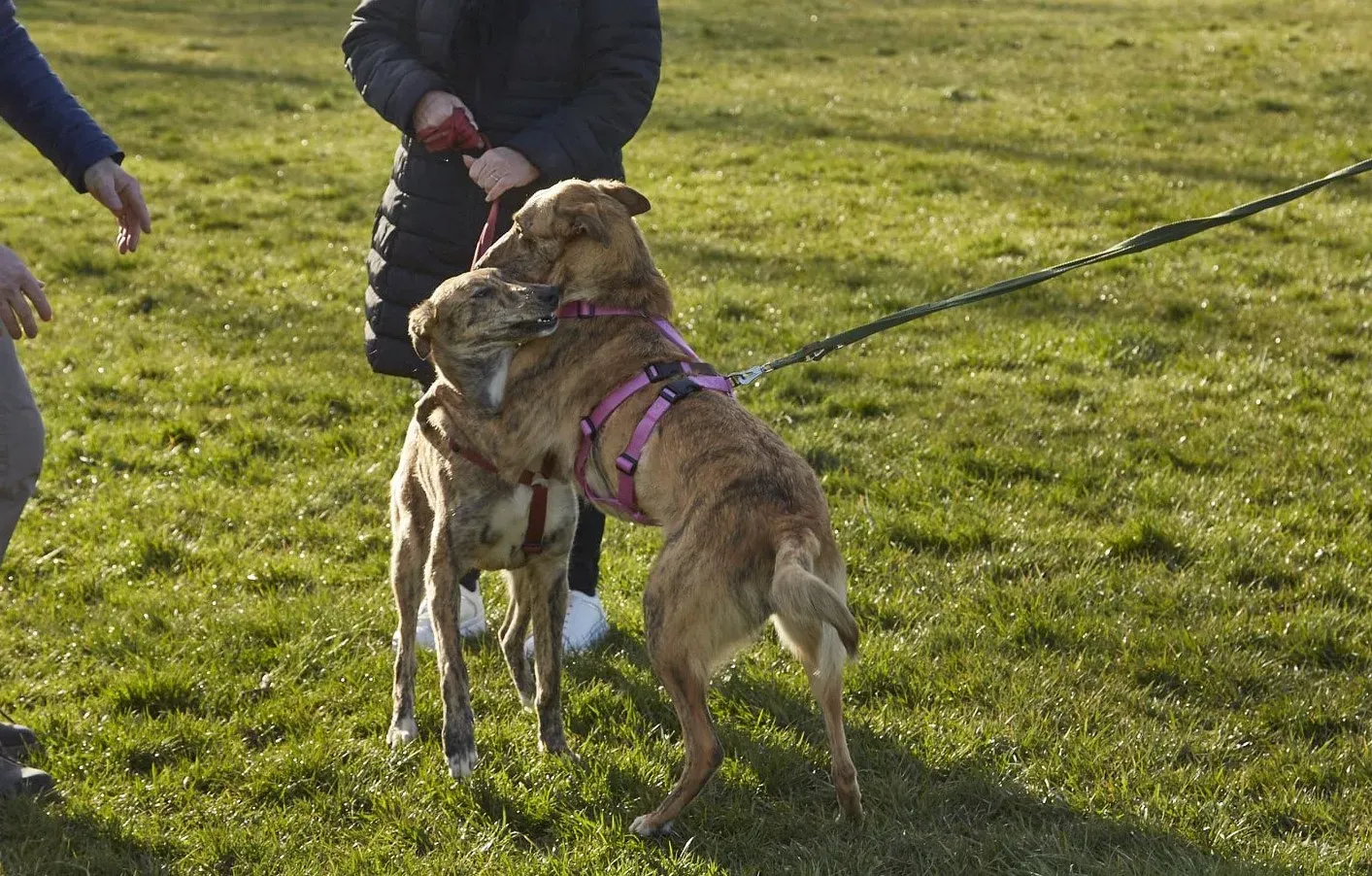 Lucy greyhound adoptionday levriero.adozione 5