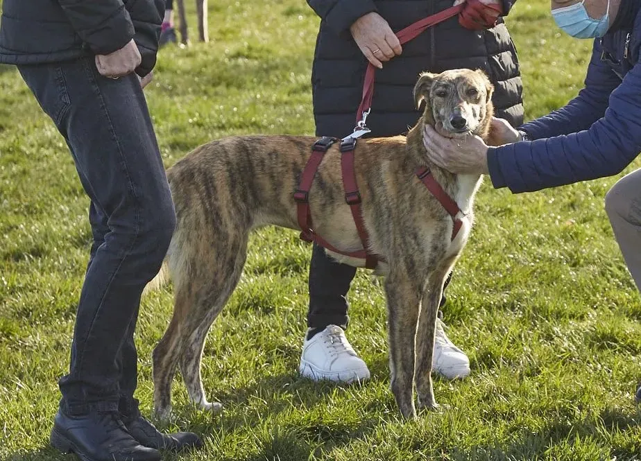 Lucy greyhound adoptionday levriero.adozione 6