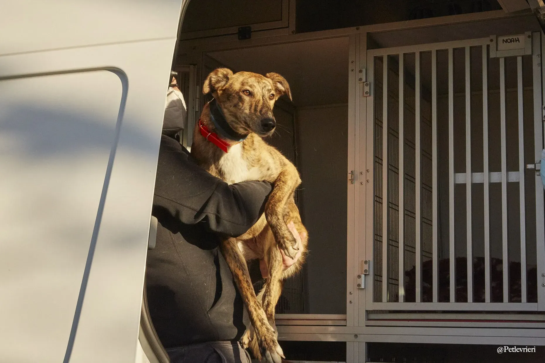 Lucy greyhound adoptionday levriero.adozione 7