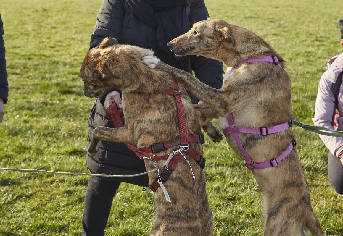 Lucy greyhound adoptionday levriero.adozione