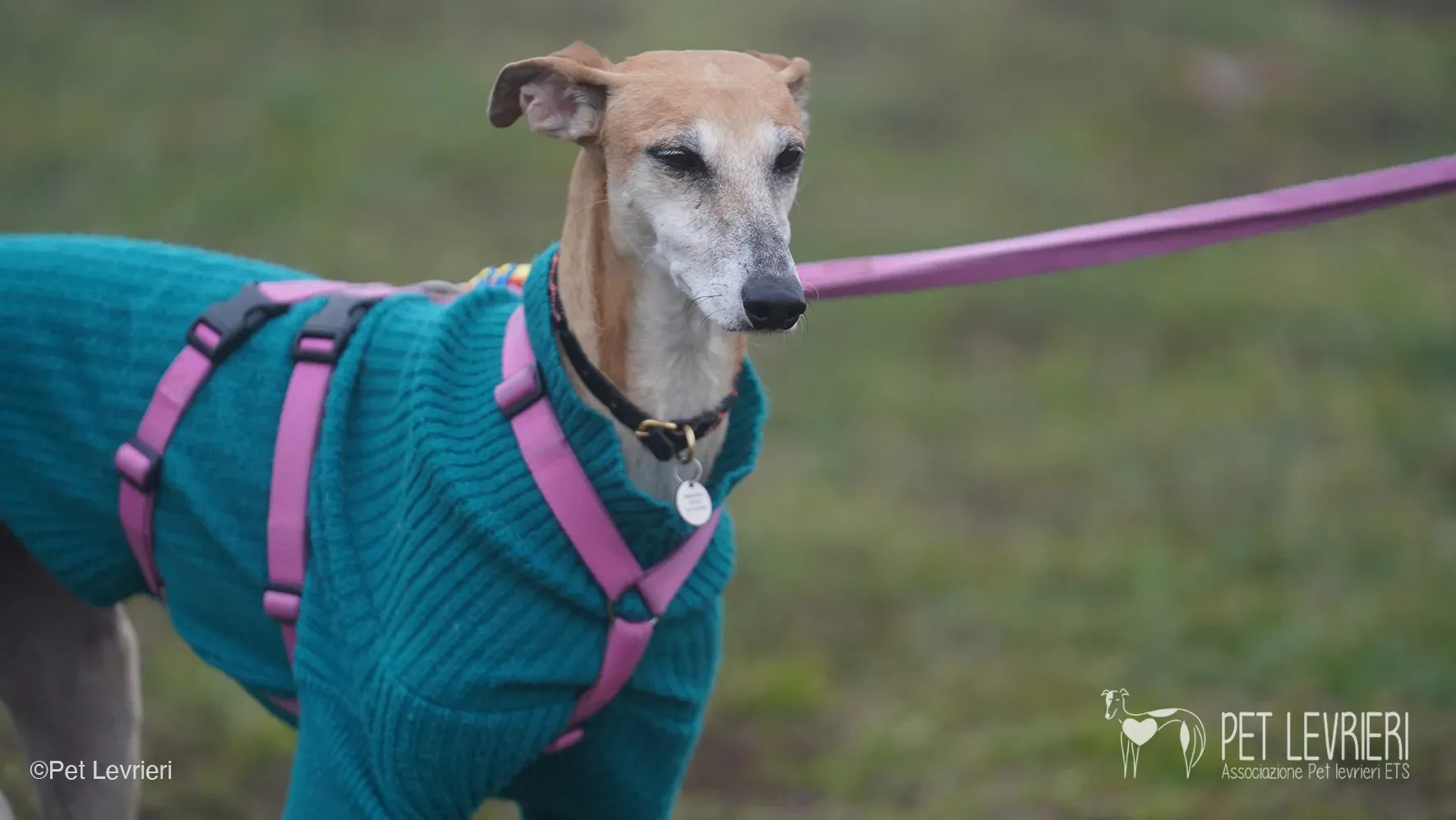 Ludmila adozione levrieri galgo.50