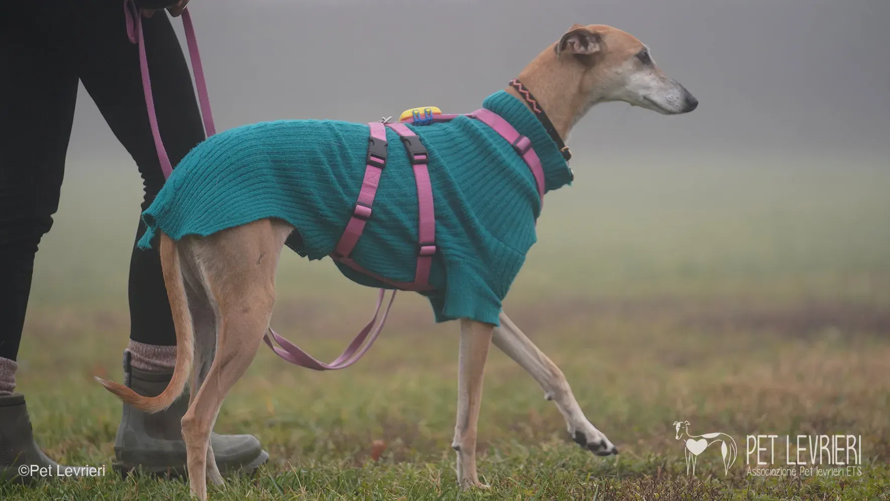 Ludmila adozione levrieri galgo.51