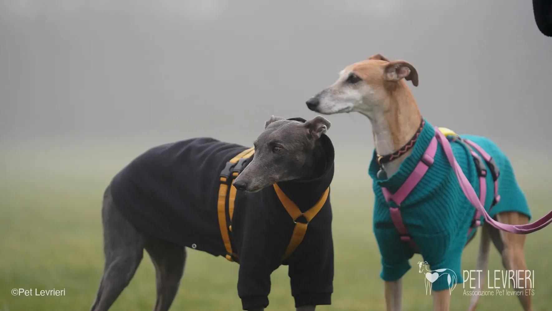 Ludmila adozione levrieri galgo.52