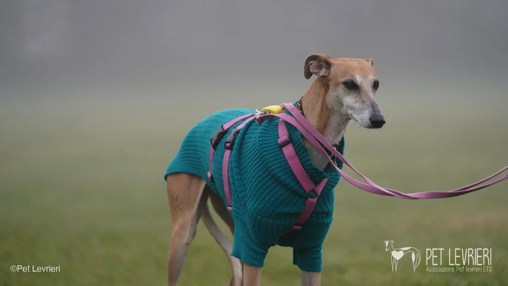 Ludmila adozione levrieri galgo.53