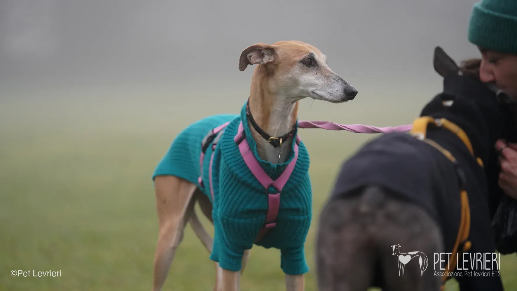 Ludmila adozione levrieri galgo.54