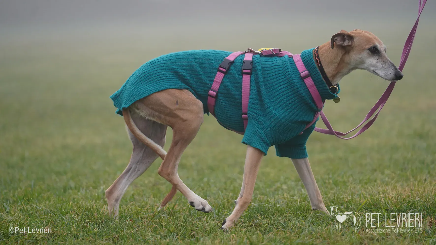 Ludmila adozione levrieri galgo.55